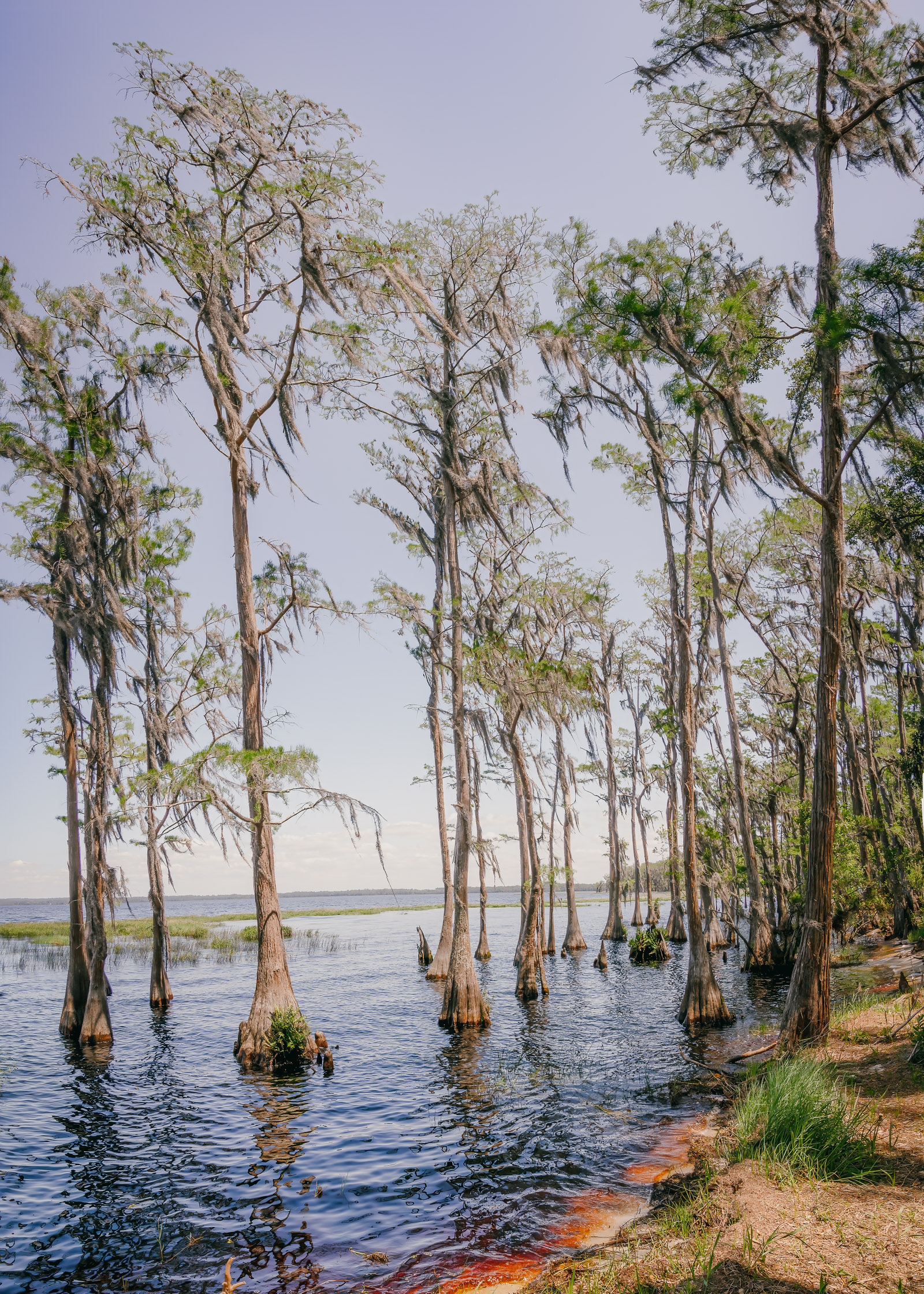 Best Things To Do In Orlando, Florida Lake Louisa State Park